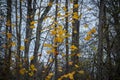 Yellow autumn birch leaves with black spots in a forest of withered trees