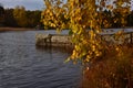 Yellow autumn birch leaves over water Royalty Free Stock Photo