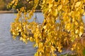 Yellow autumn birch leaves over water Royalty Free Stock Photo