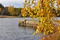 Yellow autumn birch leaves over water Royalty Free Stock Photo