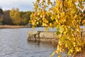 Yellow autumn birch leaves over water Royalty Free Stock Photo