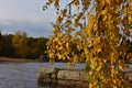 Yellow autumn birch leaves over water Royalty Free Stock Photo