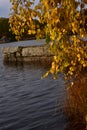 Yellow autumn birch leaves over water Royalty Free Stock Photo