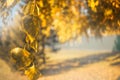 Yellow autumn birch leaves tree landscape. Composition in park. Royalty Free Stock Photo