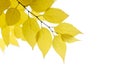 Yellow autumn birch leaves on a white background as a blank for a postcard design Royalty Free Stock Photo