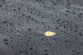 yellow autumn birch tree leaf on wet black surface covered with rain water drops Royalty Free Stock Photo