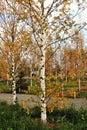 Yellow autumn birch trees in Zaryasye park in Moscow.