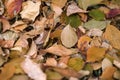 Yellow Autumn botanical background. Bright dry fallen leaves of different colors and shapes in garden or park. Withered leaf Royalty Free Stock Photo