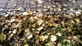 Yellow autumn in a city park. Green grass, dry foliage and stones of an old cobblestone road. Sunlight creates a warm and positive