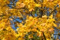 Yellow autumn colored leaves on a tree against the blue clear sky on a sunny autumn day Royalty Free Stock Photo