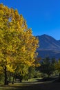 Yellow autumn colored tree and blue mountain Royalty Free Stock Photo