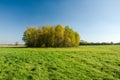 Yellow autumn copse and green meadow