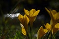 yellow autumn crocus