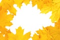 Yellow autumn fall leaf frame background Royalty Free Stock Photo