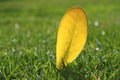 Yellow autumn fall leaf on garden green grass lawn