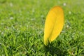 Yellow autumn fall leaf on garden green grass lawn