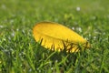 Yellow autumn fall leaf on garden green grass lawn