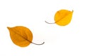 Yellow autumn fallen leafs isolated