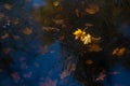 Yellow autumn fallen leaves on surface of water in a pond covered with ice. Royalty Free Stock Photo