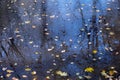 Yellow autumn fallen leaves on the surface of water in a pond covered with thin ice Royalty Free Stock Photo