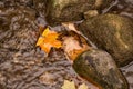 Yellow autumn fallen maple leaf in the flickering river water between the stones Royalty Free Stock Photo