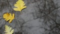 Yellow autumn fallen oak leaves, puddle on grey asphalt. Fall bare leafless tree Royalty Free Stock Photo