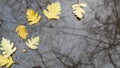 Yellow autumn fallen oak leaves, puddle on grey asphalt. Fall bare leafless tree Royalty Free Stock Photo