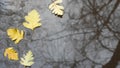 Yellow autumn fallen oak leaves, puddle on grey asphalt. Fall bare leafless tree Royalty Free Stock Photo
