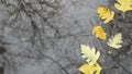 Yellow autumn fallen oak leaves, puddle on grey asphalt. Fall bare leafless tree Royalty Free Stock Photo