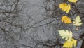 Yellow autumn fallen oak leaves, puddle on grey asphalt. Fall bare leafless tree Royalty Free Stock Photo