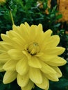 Yellow autumn flower