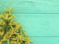 yellow autumn flowers on mint wooden texture background Royalty Free Stock Photo