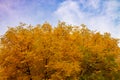 Yellow autumn foliage of ash tree against blue sky with clouds Royalty Free Stock Photo