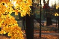 Yellow autumn foliage in the park in the rays of sunlight. Yellowed maple leaves. Hot colors of autumn trees. Place for copy space Royalty Free Stock Photo