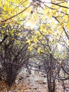 Yellow Autumn Forest Royalty Free Stock Photo