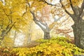Yellow autumn forest Royalty Free Stock Photo