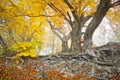 Yellow autumn forest Royalty Free Stock Photo