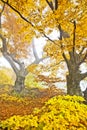 Yellow autumn forest Royalty Free Stock Photo