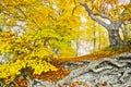 Yellow autumn forest Royalty Free Stock Photo