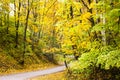 Yellow autumn forest in Gorokhovets