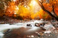 Yellow autumn forest and Katun river in Altai mountains, Siberia, Russia