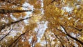 Yellow autumn forest speedup view