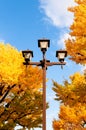 Yellow autumn Gingo tree and vintage light pole against blue sky - Ueno park, Tokyo beautiful season Royalty Free Stock Photo