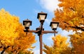 Yellow autumn Gingo tree and vintage light pole against blue sky - Ueno park, Tokyo beautiful season Royalty Free Stock Photo