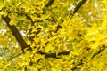 Yellow autumn ginkgo biloba  leaf  in the street of Beijing, season change concept Royalty Free Stock Photo