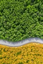 yellow autumn and green summer forest separated by a winding road. aerial view from a drone vertical photo concept