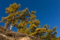 Yellow autumn larch trees on blue sky background. Royalty Free Stock Photo