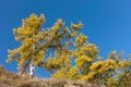 Yellow autumn larch trees on blue sky background. Royalty Free Stock Photo