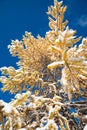 Yellow autumn larch under snow Royalty Free Stock Photo