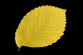 Yellow autumn leaf Royalty Free Stock Photo